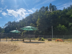영양군, 경북권 최초 반려동물 놀이터 개장