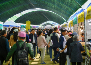 영주 풍기인삼축제, 첫 황금연휴 관람객 ‘북적’…사흘간 14만 명 찾아