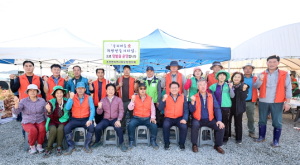 성주군 초전면지역사회보장협의체`초전꿈밭`고구마 수확