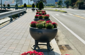 성주군 가천면, 가을맞이 국화 꽃길 조성