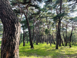 안동 `하회마을 만송정숲` 산림청 100대 명품숲 선정
