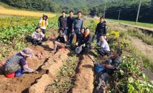 영덕군 축산면, 가을 영농철 농촌 일손돕기 ‘구슬땀’