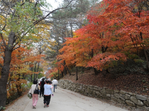 올가을 단풍구경은 봉화에서 어때요? ‘이색 단풍 맛집’ 봉화로 오세요