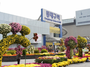 고품격 국화작품과 함께 대구의 가을을 함께 즐겨요