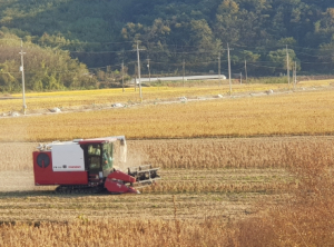 경북 농업대전환 결실 맺는다!‘공동영농 이모작 콩 첫 수확’