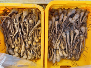 경북도 우량 씨마 공개 분양, 내년 농사 준비 시작!