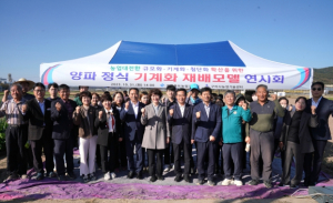 경북농업기술원, 양파 정식도 기계화로 경영비 줄인다!