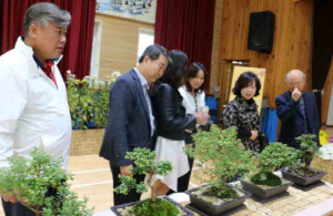 김천 개령초, 가을 향기 퍼지는 국화전시회 개최