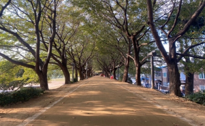 대구 동구 금호강변 맨발산책로 조성