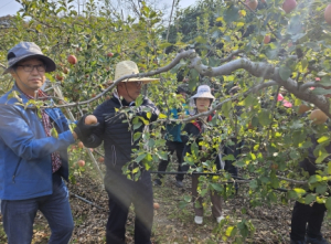 경북도 농축산유통국, 상주 사과 재배농가 찾아 일손 도와