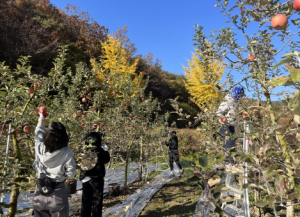 군위군 지역활력과, 가을철 농촌일손돕기 실시