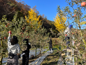군위군 지역활력과, 가을철 농촌일손돕기 실시