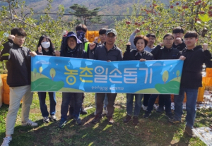 포항시 농업정책과, 사과 수확 일손 돕기에 ‘구슬땀’