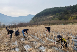 영덕군, 일자리경제과 직원들 가을 영농철 농촌 봉사활동