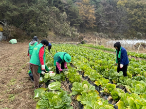 성주군 가천면 새마을지도자협의회, 사랑의 김장배추 수확