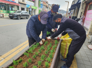 성주읍, 시가지 주요 도로변 청보리 식재