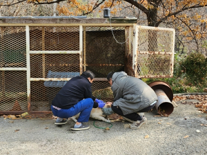 고령군, 찾아가는 마당개 동물등록 서비스 실시