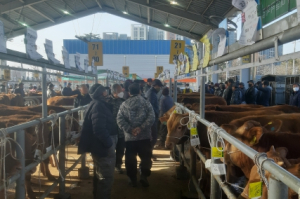 구미시, 럼피스킨으로 폐쇄한 선산 가축시장 재개장