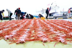대한민국 대표 브랜드 울진 대게 첫 위판 개시