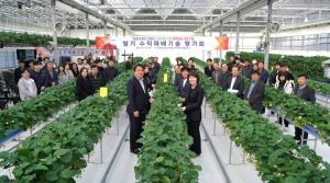 경북도, 딸기 수직재배로 신공항 시대 수출 대비