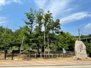 상주시, 하늘 아래 첫 감나무 국가 산림문화자산 지정
