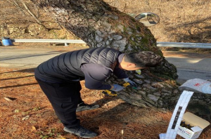 칠곡군, 수형우수 소나무 지킨다