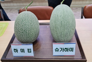 구미시, 황제가 먹던 `하미과 멜론`으로 새 성장 동력 찾는다