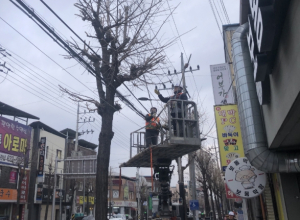 영주시, 쾌적한 가로 경관 위한 봄맞이 가로수 정비