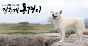 경주시, ‘경주개 동경이·금이관이 SNS캐릭터’ 상징물 추가 지정 검토