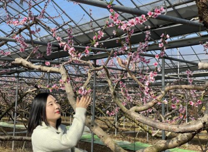경산 복숭아 하우스, 봄을 알리는 첫 꽃망울 터뜨려