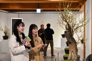 영주시, 한국선비매화공원 매화 개화 알리며 이른 봄맞이