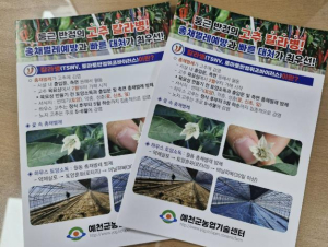 예천군농업기술센터, 고추 칼라병(TSWV) 리플릿 배포