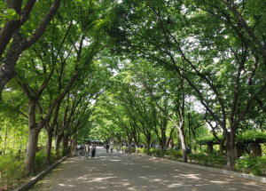대구시 두류공원, 힐링·운동·산보·꽃구경까지 도심 속 최대 휴식처