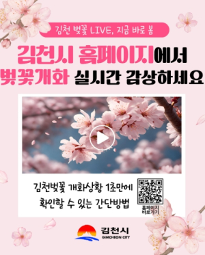 김천 벚꽃 개화 실시간으로 확인하세요!