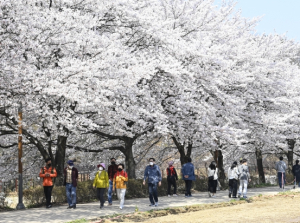 3월 마지막 주, 달성군 곳곳에서 벚꽃축제 열린다!