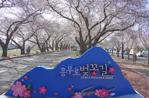 봄바람 타고 떠나요~”… 경주 봄꽃 명소 추천 20선