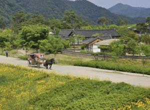 예천군 삼강문화단지, 새로운 힐링명소로 새단장!