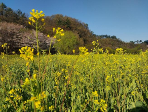 수성구 팔현생태공원, 레몬빛 유채꽃 만개...봄 정취 가득