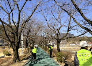 벚꽃 더 활짝 핀 북천변... 상주시, 적기 수목 관리로 시민 호응