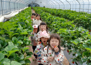 `딸기로 놀이해요` 김천부곡초등학교병설유치원 딸기 따기 체험 및 요리활동 실시