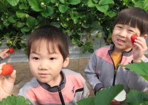 `달콤한 딸기 향 솔솔~ 딸기밭에도 봄이 왔나 봄` 김천 봉계초등학교병설유치원 3친구 공동네트워크 유치원 딸기따기 체험