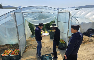 달성군, 재배농가 방제 지원으로 토마토뿔나방 퇴치 ‘집중’