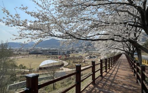 청도군, 신화랑달빛수련길 데크·경관조명 공사 준공