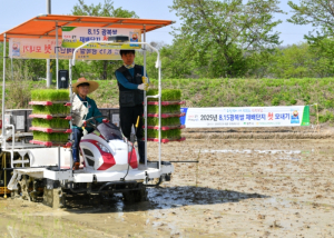 영주시, 8‧15 광복쌀 올해 ‘첫 모내기’ 실시