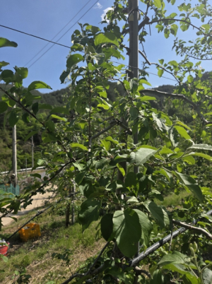 울진군, 이상기후에 따른 과수피해 최소화 노력