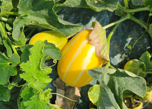 성주군, 참외 담배가루이, 예찰과 초기방제 당부