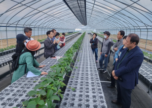 고령군 딸기고설육묘학과, 죽향딸기 개발자 이철규 연구관과 함께하는 현장 컨설팅 실시