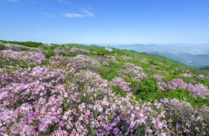 영주시 천상의 화원 ‘철쭉’의 향연, ‘2025영주 소백산철쭉제’ 개최