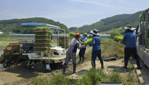 따뜻한 연대와 사랑나눔 실천으로 함께하는 2025년 상주시 농촌지도자회! 공동경작 모내기 행사!