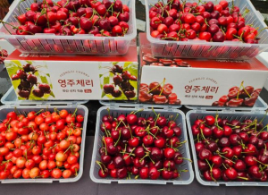 영주 체리, 수확 3일 이내 생생한 맛으로 홈쇼핑 데뷔… 소비자 호응 이어져